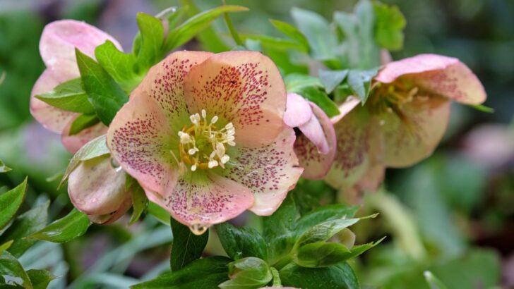12 Perennials to Plant This April for an Explosion of Early Blooms Next Year