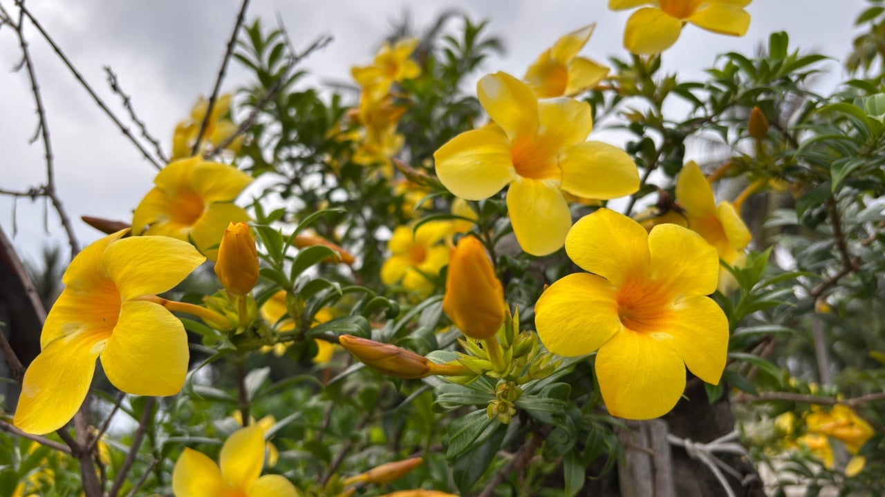 The California Yellow Jasmine, also known as Carolina Jessamine (Gelsemium sempervirens), is a stunning flowering vine admired for its bright yellow, trumpet-shaped blossoms and sweet fragrance