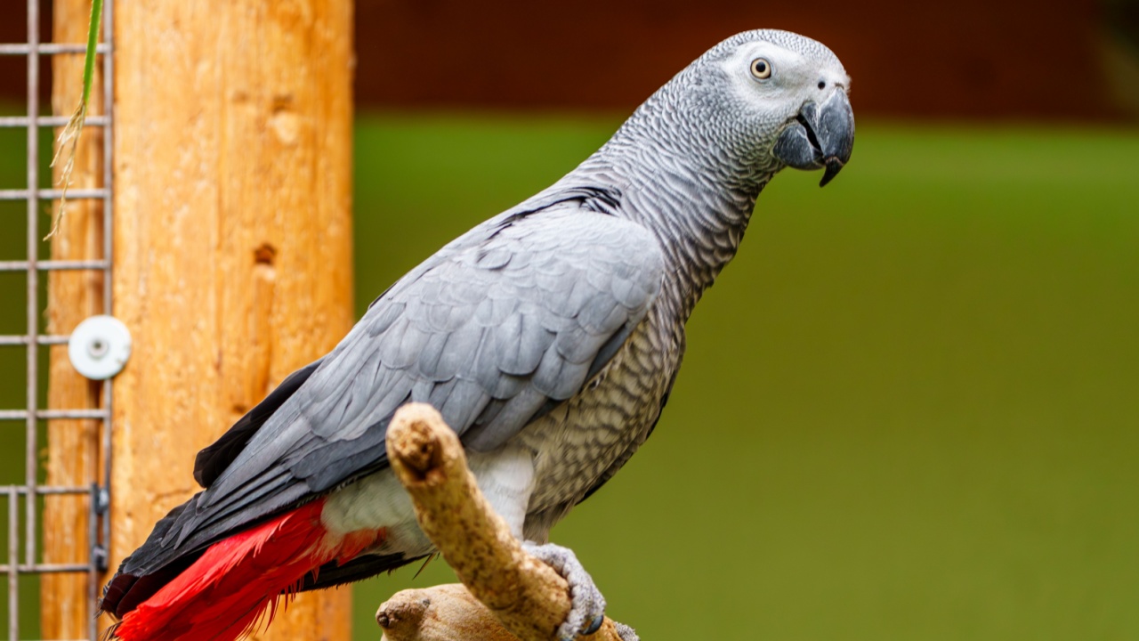 A close-up portrait of an African grey parrot perched on a branch. The parrot gazes at the camera with its intelligent, dark eyes, showcasing its vibrant feathers and unique personality.