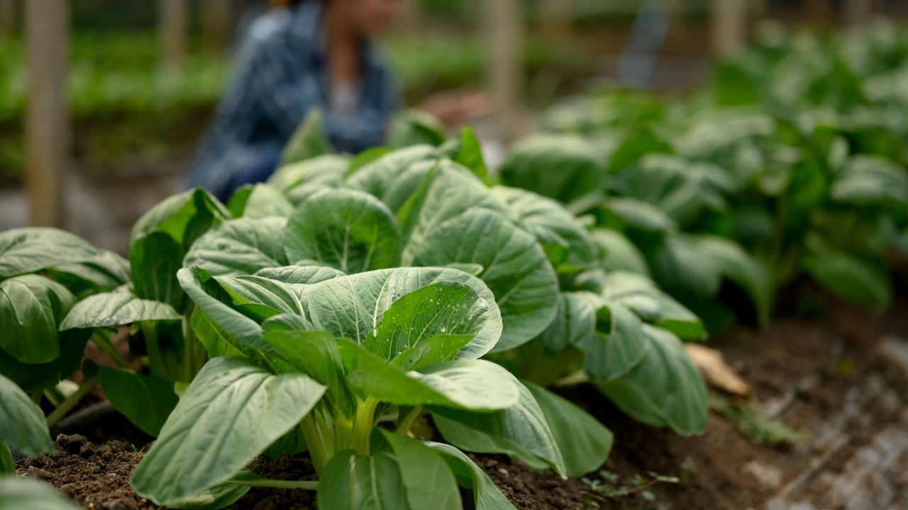 Close up of fresh green bok choy plants growing in a greenhouse