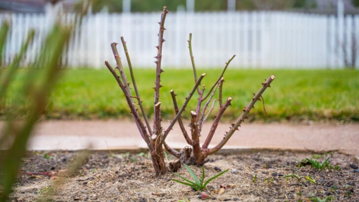 Dead or Dormant? Two Tests To Determine If Your Perennial Survived Winter