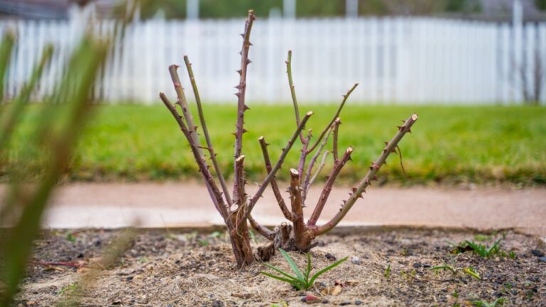 Pruned rose bushes in a country rose garden after winter. Leafless rose stems await summer. Soil insulation with sawdust.