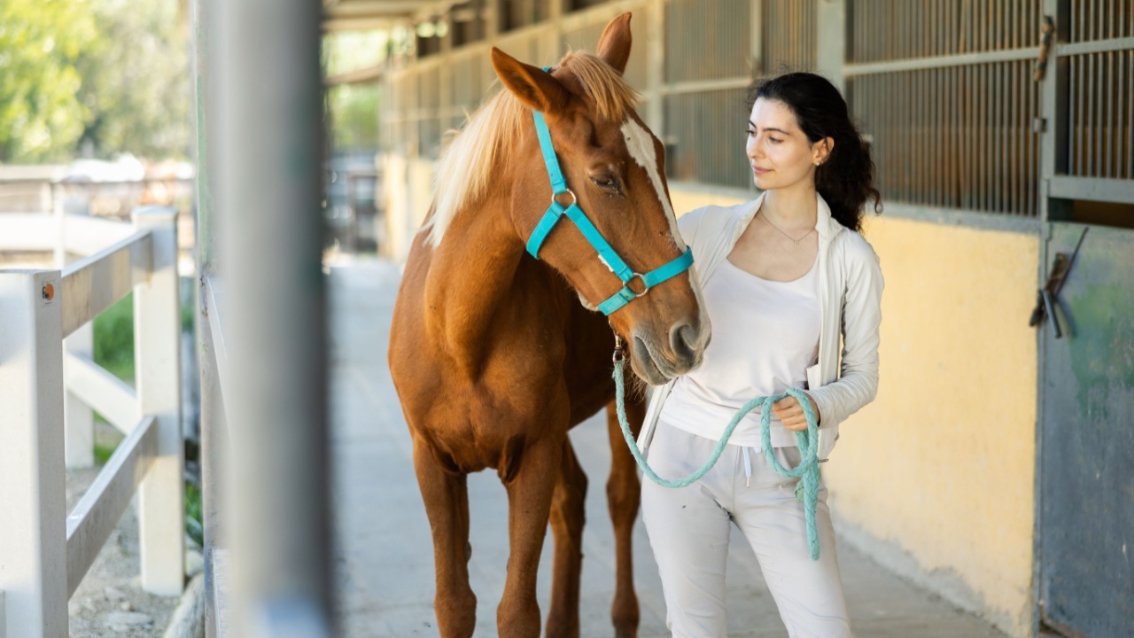 Young woman takes horse on leash for walk from stables.