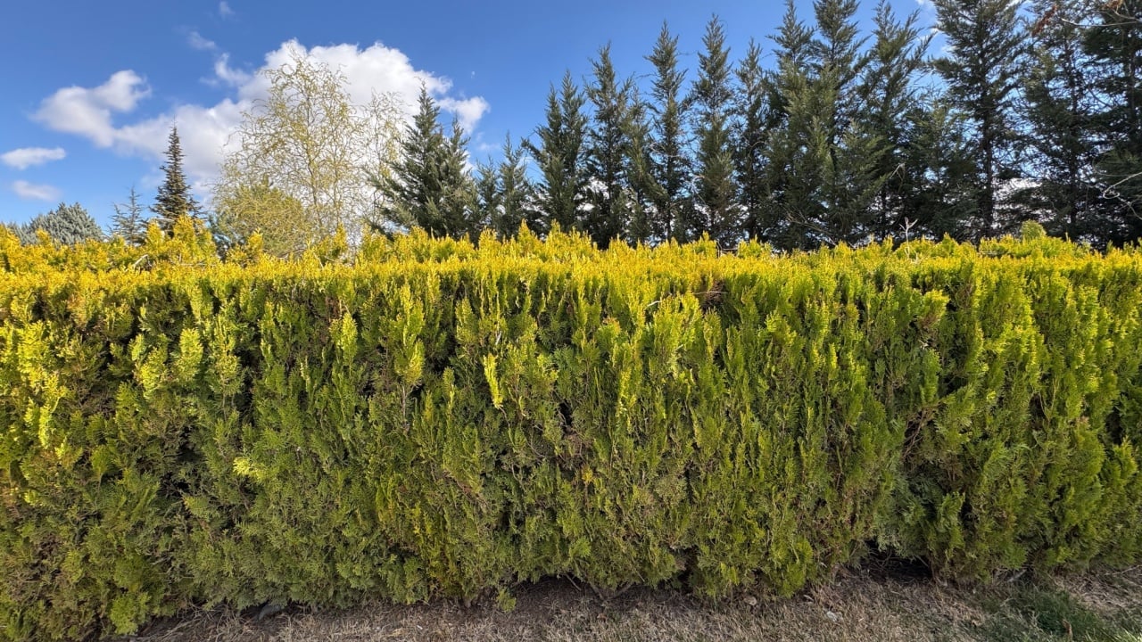 Close-up of yellowish leaves Thuja occidentalis, northern white-cedar leaves as evergreen hedge. Eastern white cedar, northern white-cedar, golden arborvitae or American arbovitae.