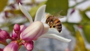 Close-up of a bee pollinating flowers on lemon bushes