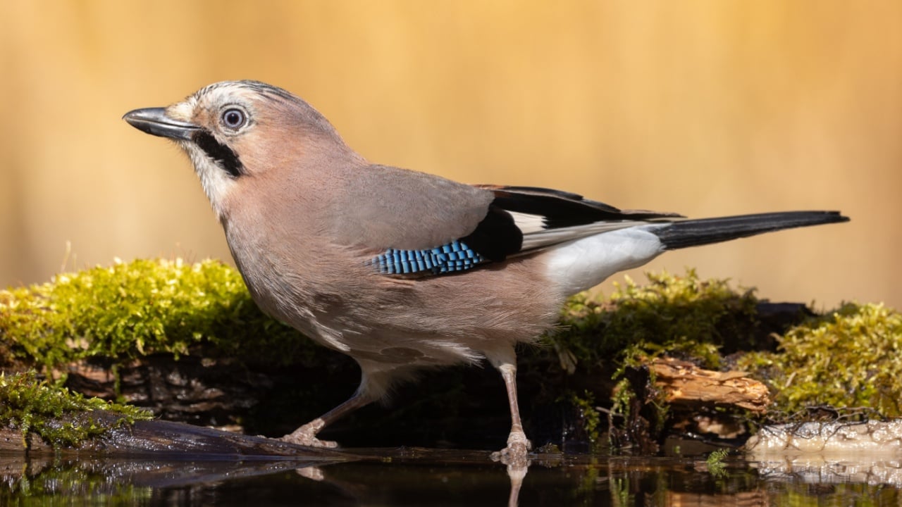 Bird - Eurasian Jay Garullus glandarius, bird bathes and drinking water in a forest pool, spring time