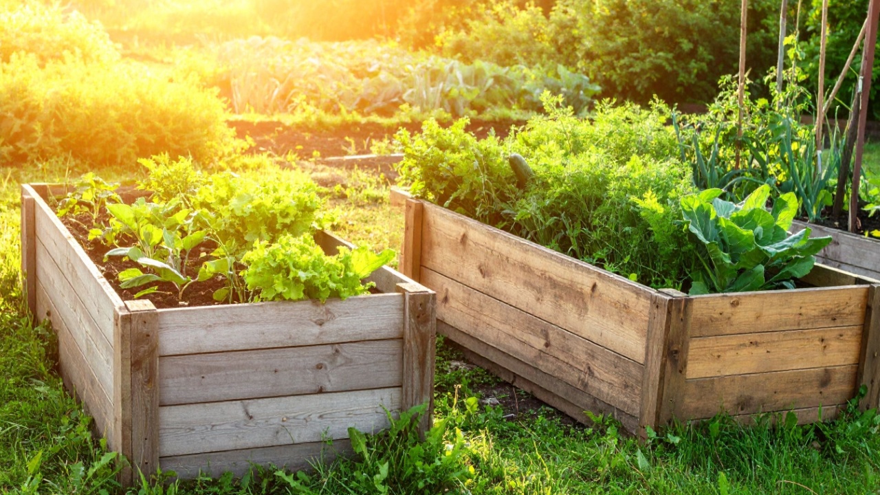 Two wooden raised garden beds brimming with vibrant lettuce, herbs, and other leafy greens bask in the warm afternoon sun. A thriving homegrown vegetable patch.
