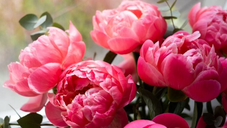 Bouquet of stylish peonies close-up. Pink peony flowers. Close-up of flower petals. Floral greeting card or wallpaper.