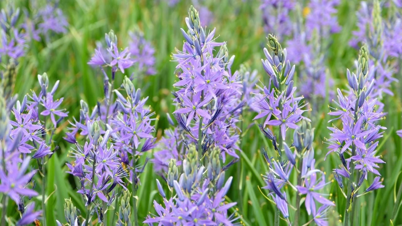 A field of purple Camassia, also known as camas, quamash, Indian hyacinth, camash, and wild hyacinth, flowering in a meadow.