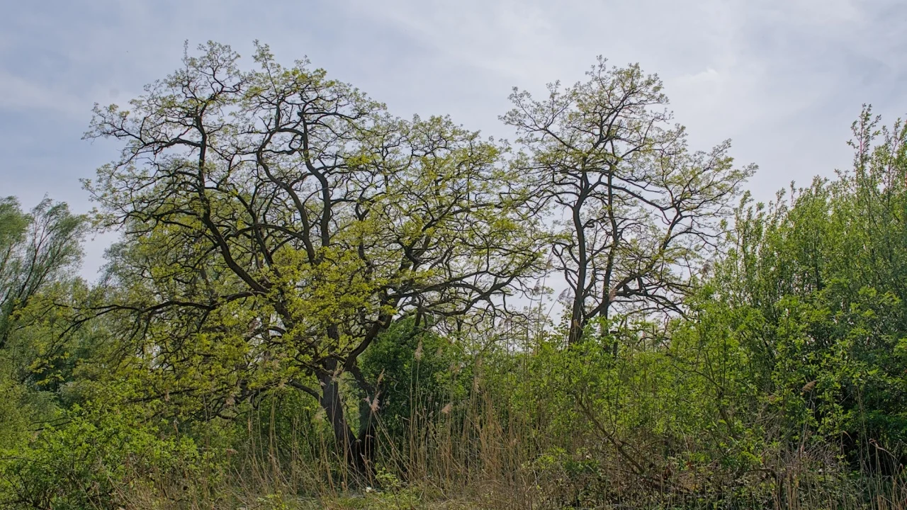 fresh green ash trees in a marsh landscape in Bourgoyen nature reserve, Ghent, Flanders, Belgium 