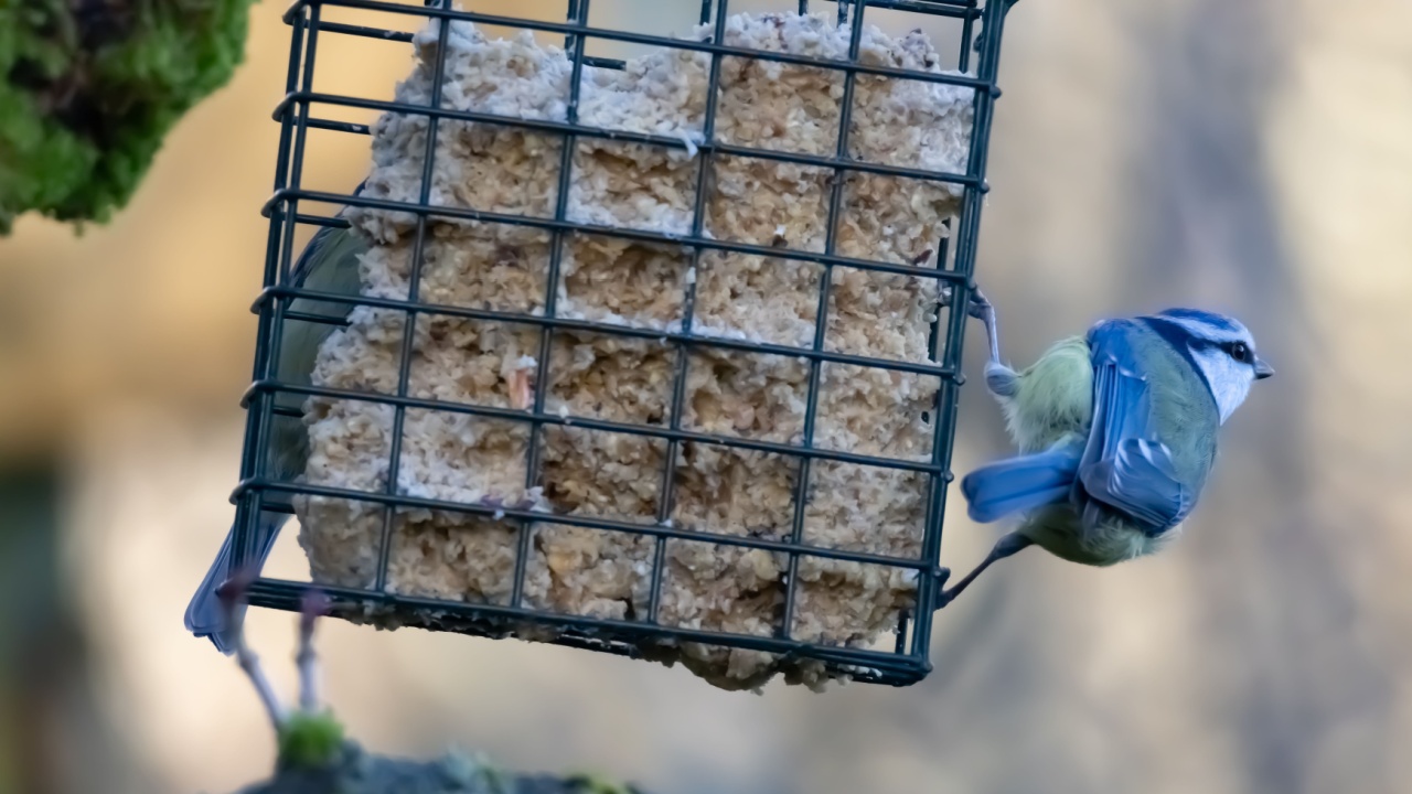A blue tit bird perched on a tree branch