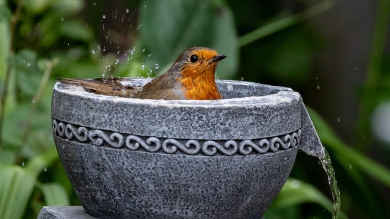 A robin enjoying a bath in a decorative stone birdbath with water splashing around, set against a lush green garden background.