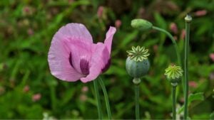 closeup of a bright pink opium poppy flower - papaver somniferum