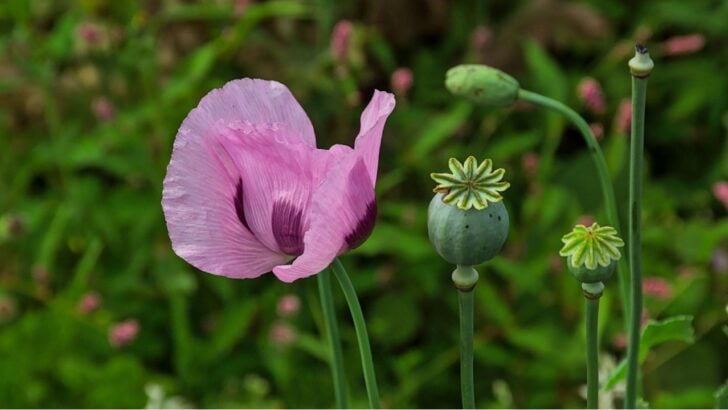 9 Garden Plants That Are Actually Illegal to Grow in Your State (And Most People Have No Idea)