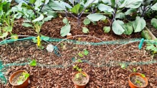 Seedlings growing in pots placed in a raised bed covered with wood chips and protected by a net supported by metal arches