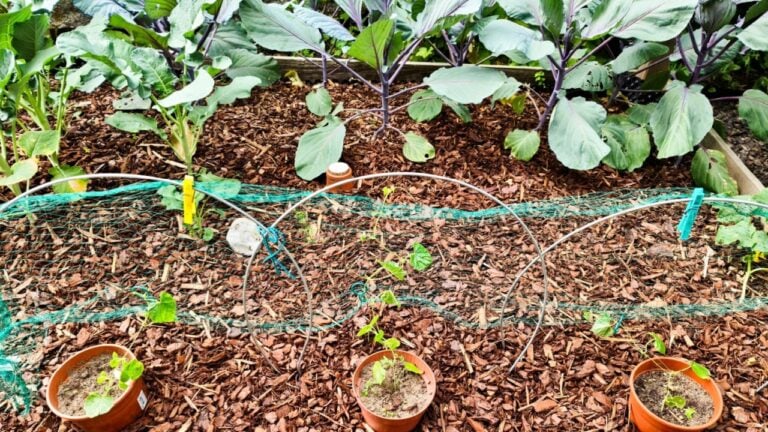 Seedlings growing in pots placed in a raised bed covered with wood chips and protected by a net supported by metal arches