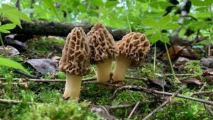 A closeup of morels in the forest