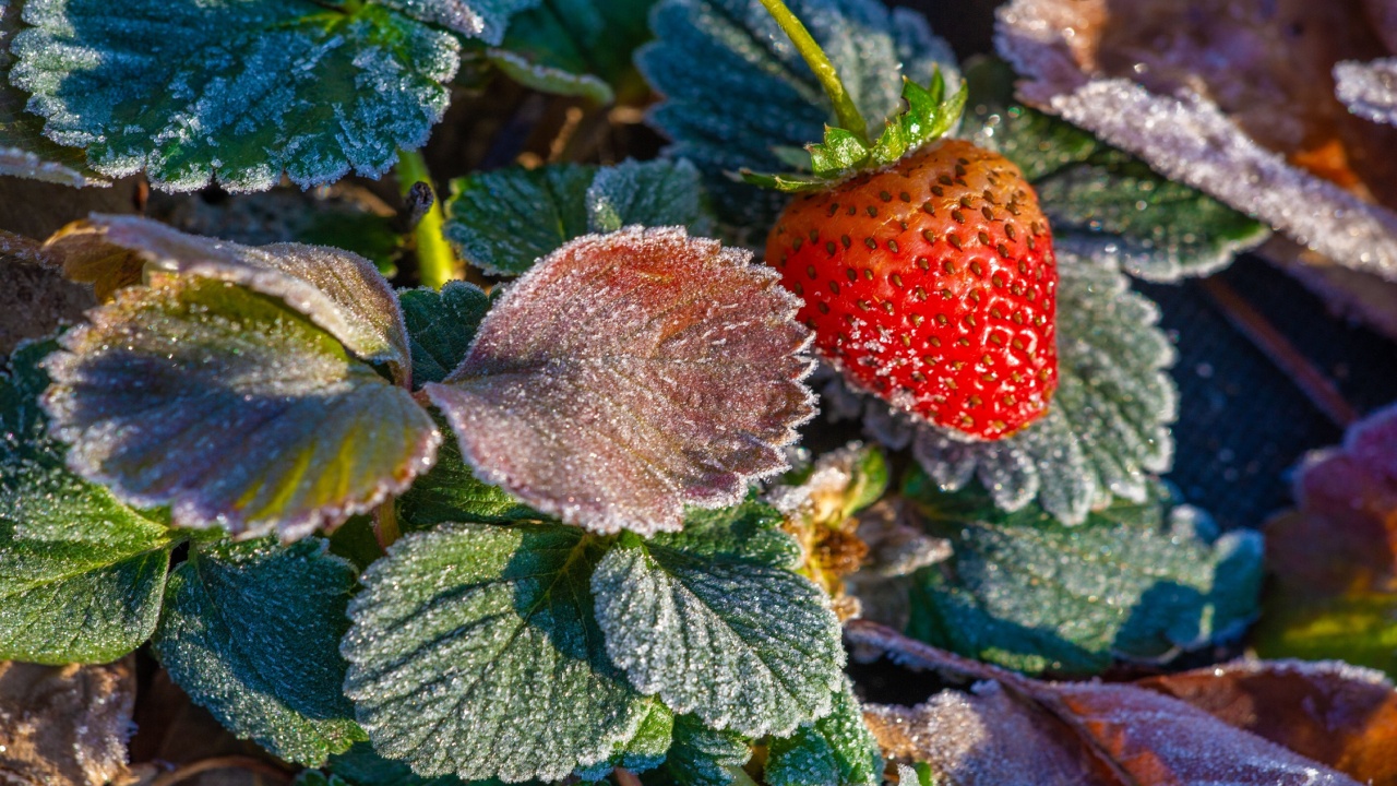 Frost-Kissed Strawberry: This vibrant image of a strawberry resting on a bed of frosted leaves highlights the beauty of nature's freeze. The berry is adorned with delicate ice crystals