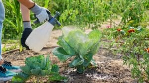Close-up of spraying cabbage plants on an outdoor bed from hand spray bottle