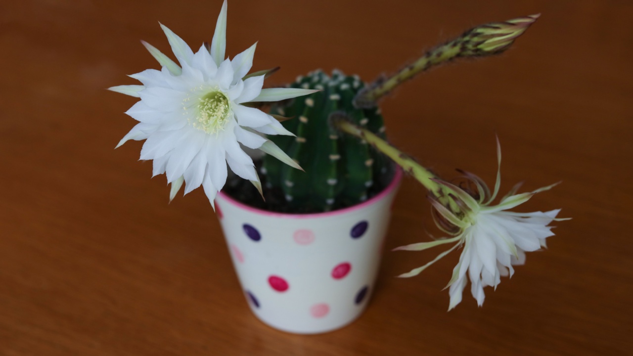 easter lily Cactus flower in a pot on wooden table. Selective focus.