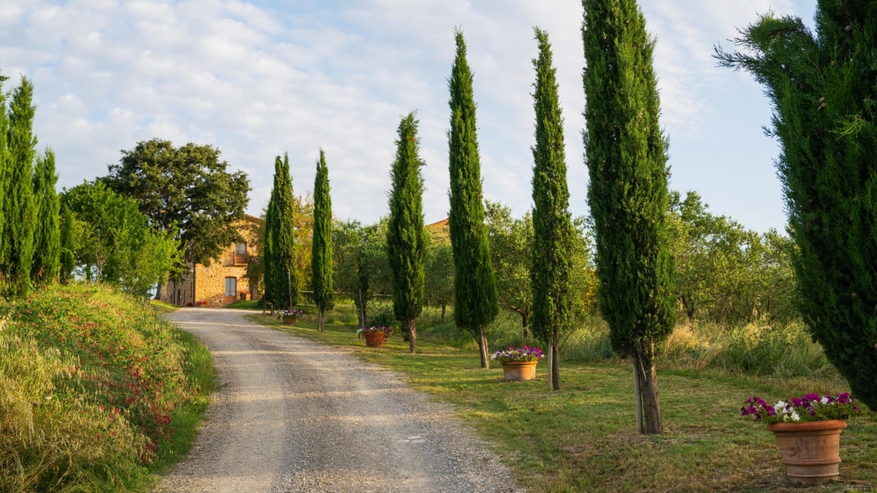 Rustic stone farmhouse in Tuscany surrounded by tall cypress trees, green garden and blooming flowers, with a gravel road leading to the entrance under a soft summer evening light.