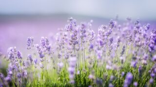 Aerial panoramic view of blooming lavender field in summer countryside, natural landscape for travel, tourism and wellness concepts