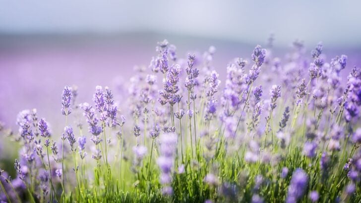 18 Plants that Thrive Without Watering, Even In A Drought Year