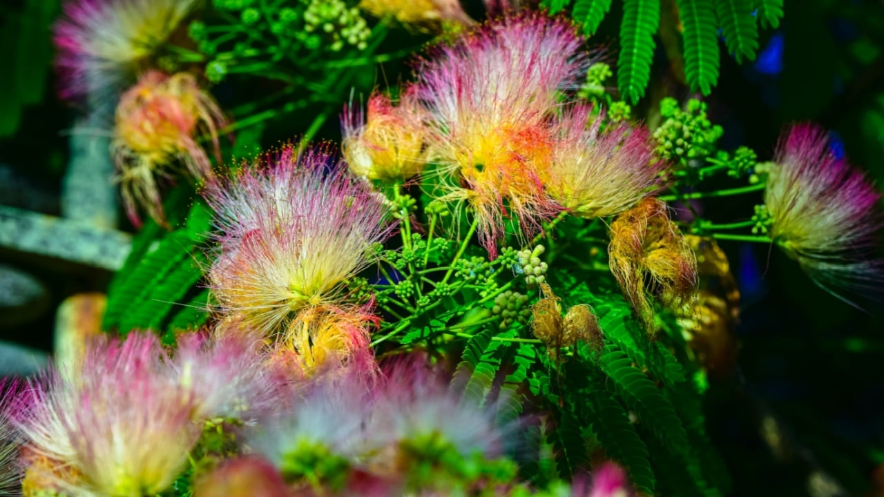 Mimosa Albizia (Fabaceae) in bloom, Batumi