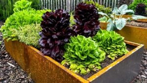 Fresh lettuce in corten steel raised beds. Red romaine and butterhead lettuce grow alongside thyme. Modern container gardening with rustic weathering steel design