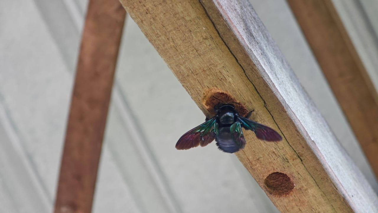 Carpenter bee (Lebah tukang &ndash; Xylocopa) boring into old wood, causing structural damage to house timber. Close-up detail of large black bee nesting and making holes in aged wooden surface.