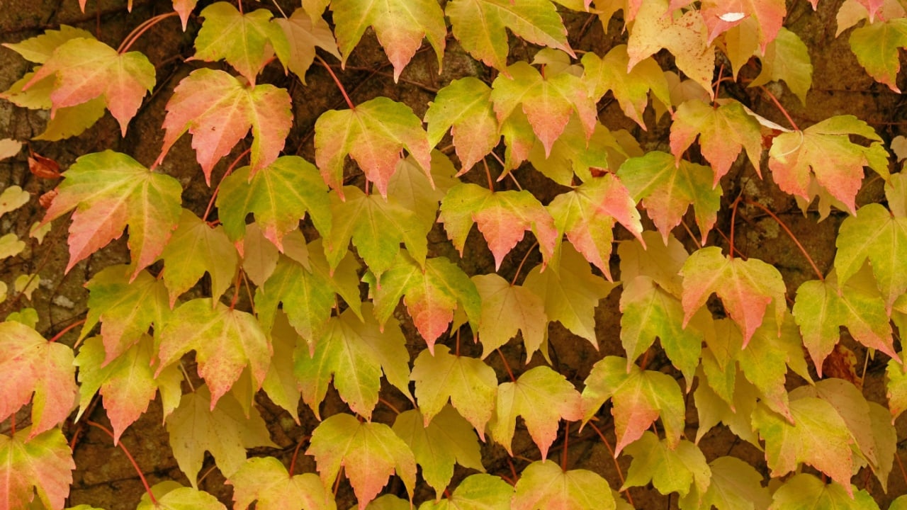 Autumn colors bright pink, yellow, green leaves of maiden grapes on wall in fall. Bright colors of autumn. Parthenocissus tricuspidata or Boston ivy changing color in Autumn. Nature pattern