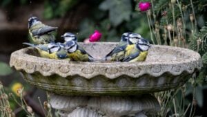A group of blue tits enjoy a bath in a stone birdbath surrounded by greenery and flowers.