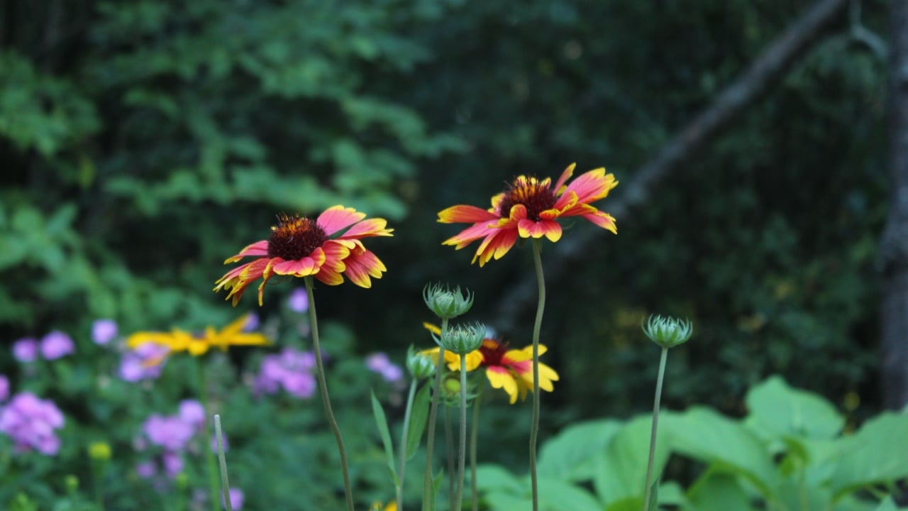 A closeup of Indian blanket flowers growing against green plants