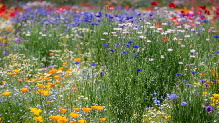 Vibrant red poppies and colorful wildflowers bloom across a sunny spring meadow landscape