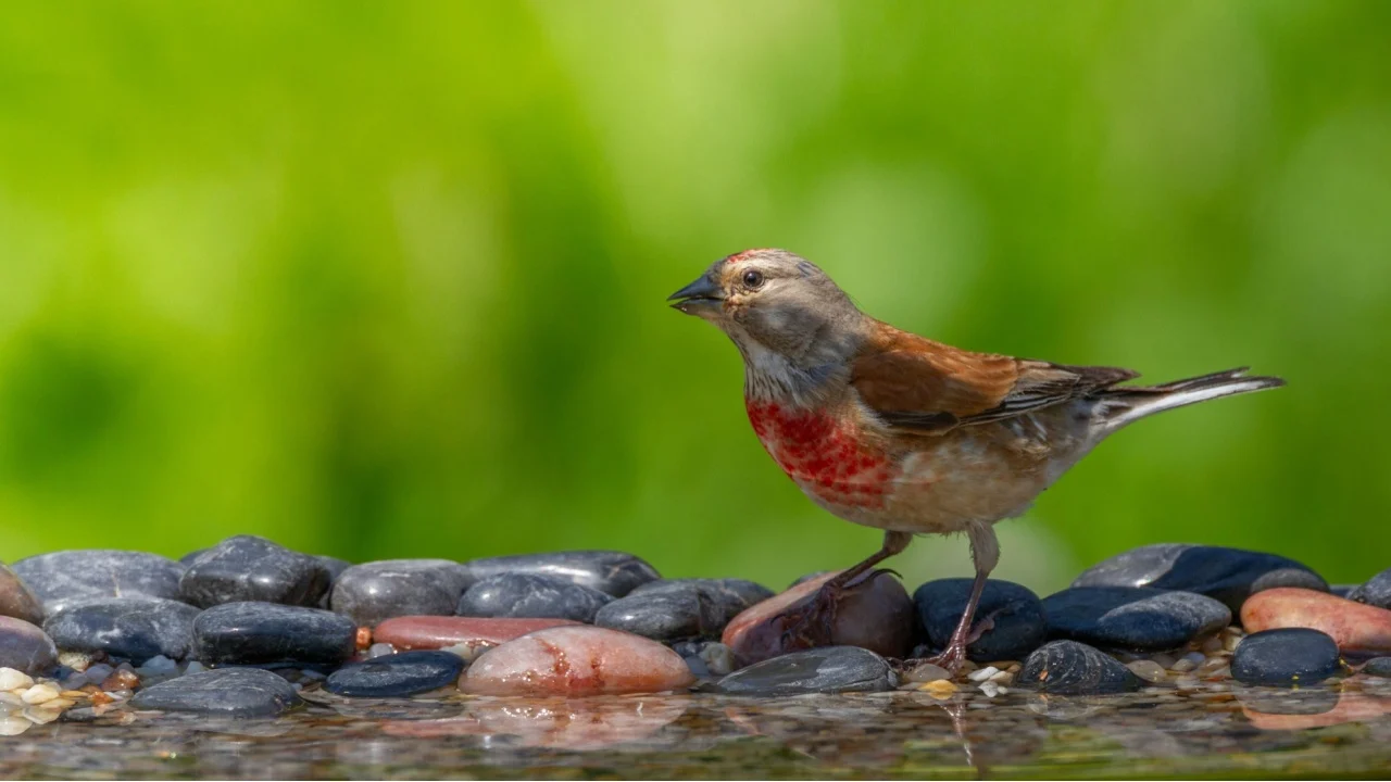 Bird Common Linnet Carduelis cannabina male, bird is bathing, summer time Poland, Europe green background