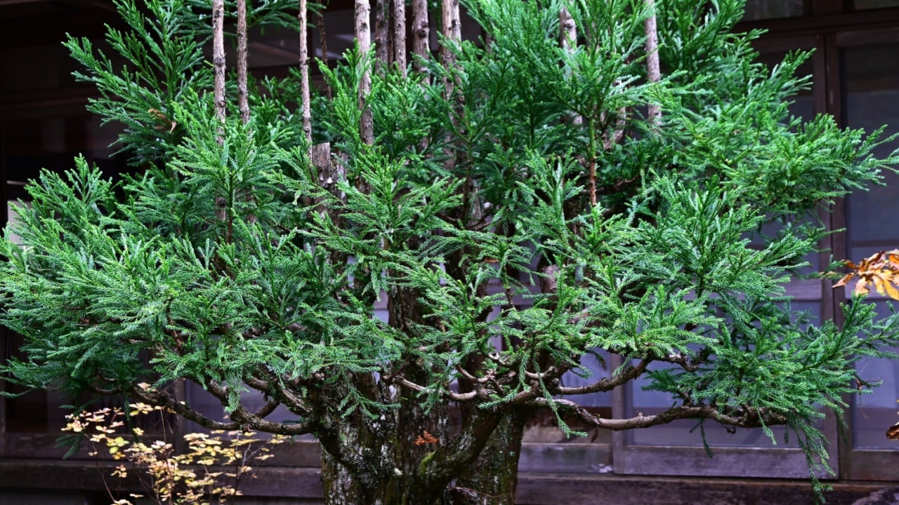 Japanese 'Daisugi'. A variety of Japanese cedar. A type of cedar that produces many trunks from a single stump. It has long been used in the construction of Japanese tea rooms.
