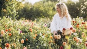 Woman smiling, harvesting colorful dahlia flowers in a sunny field. Summer garden, flower farm, hobby, and floristry