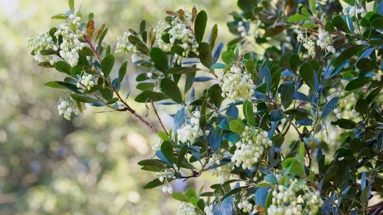 Strawberry tree with small white bell-shaped flowers