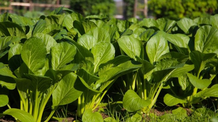 8 Self-Seeding Vegetables That Regrow All on Their Own
