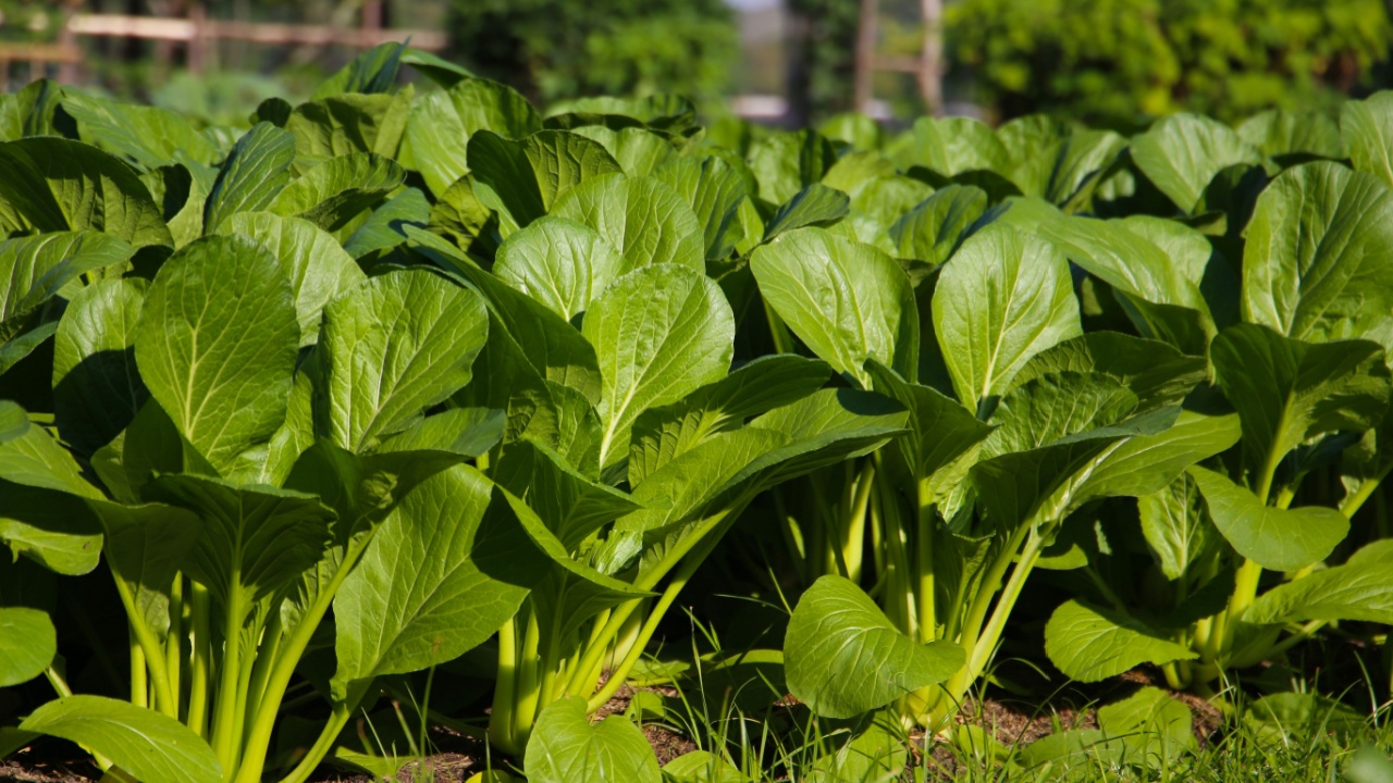 Cantonese Kale or Chinese Mustard Green growing in a garden bed