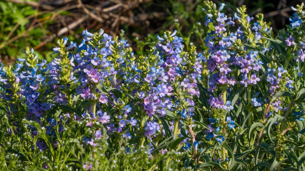 Rocky Mountain penstemon wildflowers (Penstemon strictus) blooming prolifically in a natural habitat in Colorado.