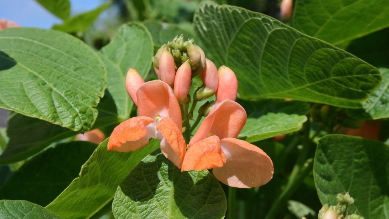 Scarlet Runner Bean (Phaseolus coccineus 'Celebration')