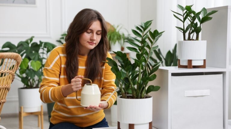 Woman watering beautiful potted houseplant at home