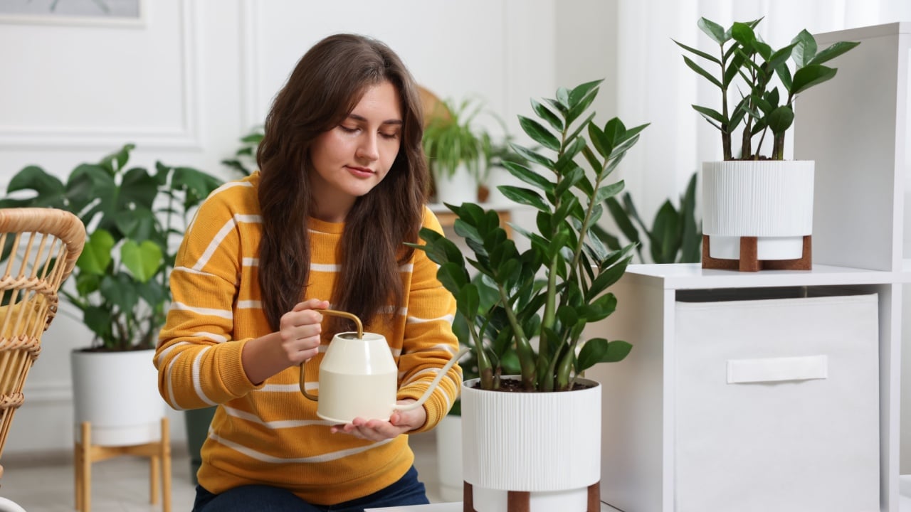 Woman watering beautiful potted houseplant at home