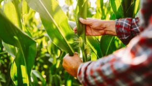 A farmer wearing a cap inspects corn plants in a field. An agronomist holds a tablet and takes notes on the corn's growth. The sun shines on the plants around him.