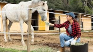 Young girl stable worker feeding horses fresh hay in paddock