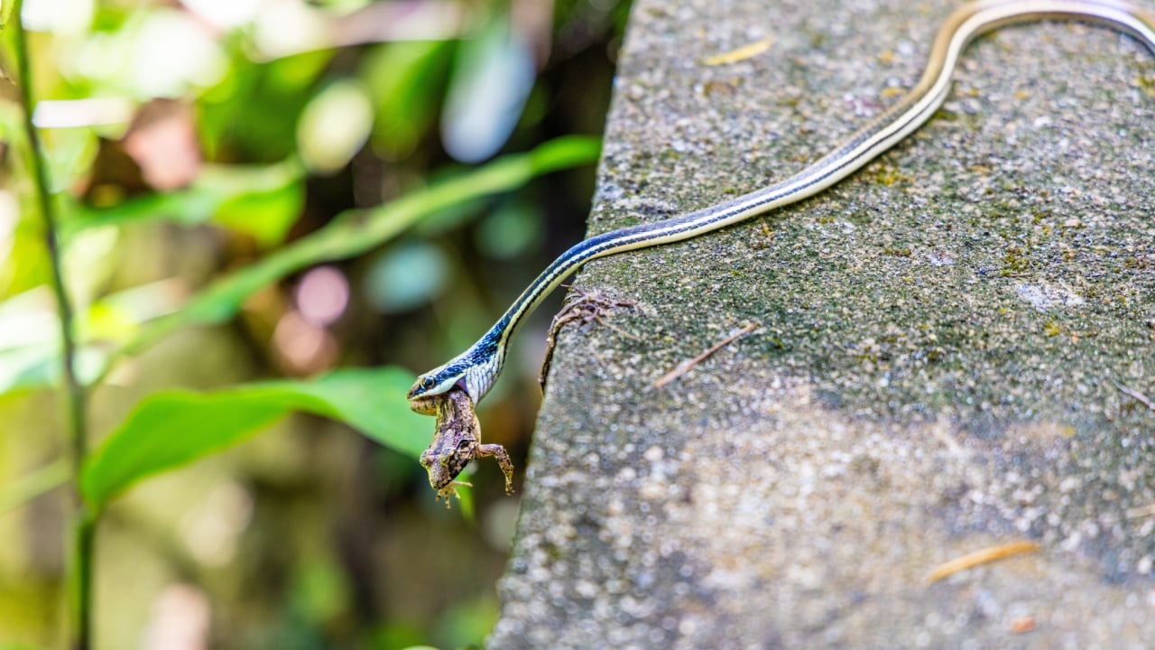 Striped bronzeback snake swallowing small frog while hanging from stone wall, natural predator behavior in tropical garden environment.