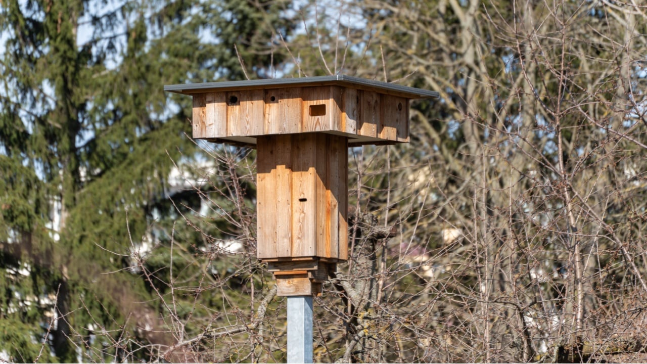 Wooden birdhouse stands on a pole outdoors. Tall evergreen trees surround the scene. Bare-branched trees frame the background. Natural daylight illuminates the structure