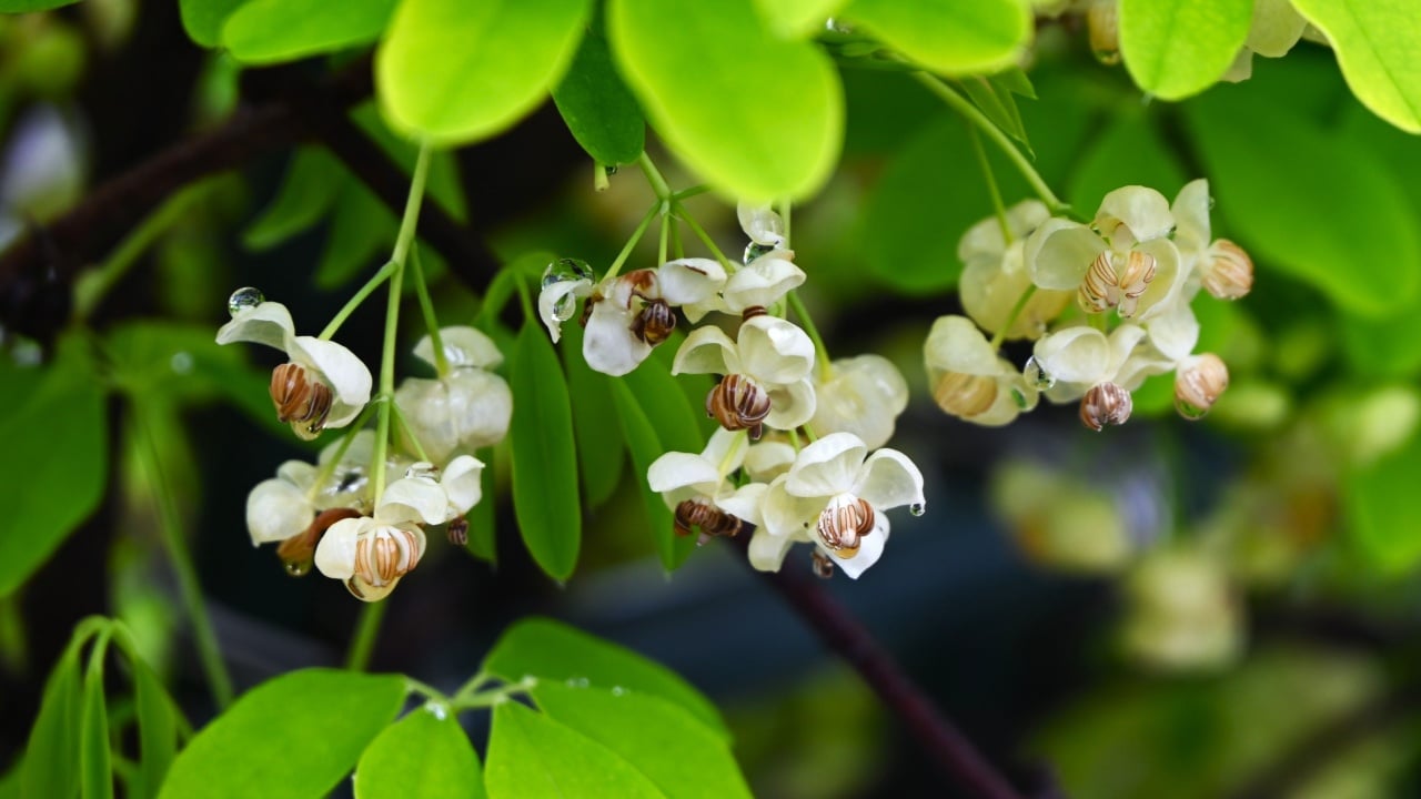  The flower of Akebia quinata. This plant is monoecious, meaning both male and female flowers bloom on the same stem, and the fruit ripens in autumn and is edible.