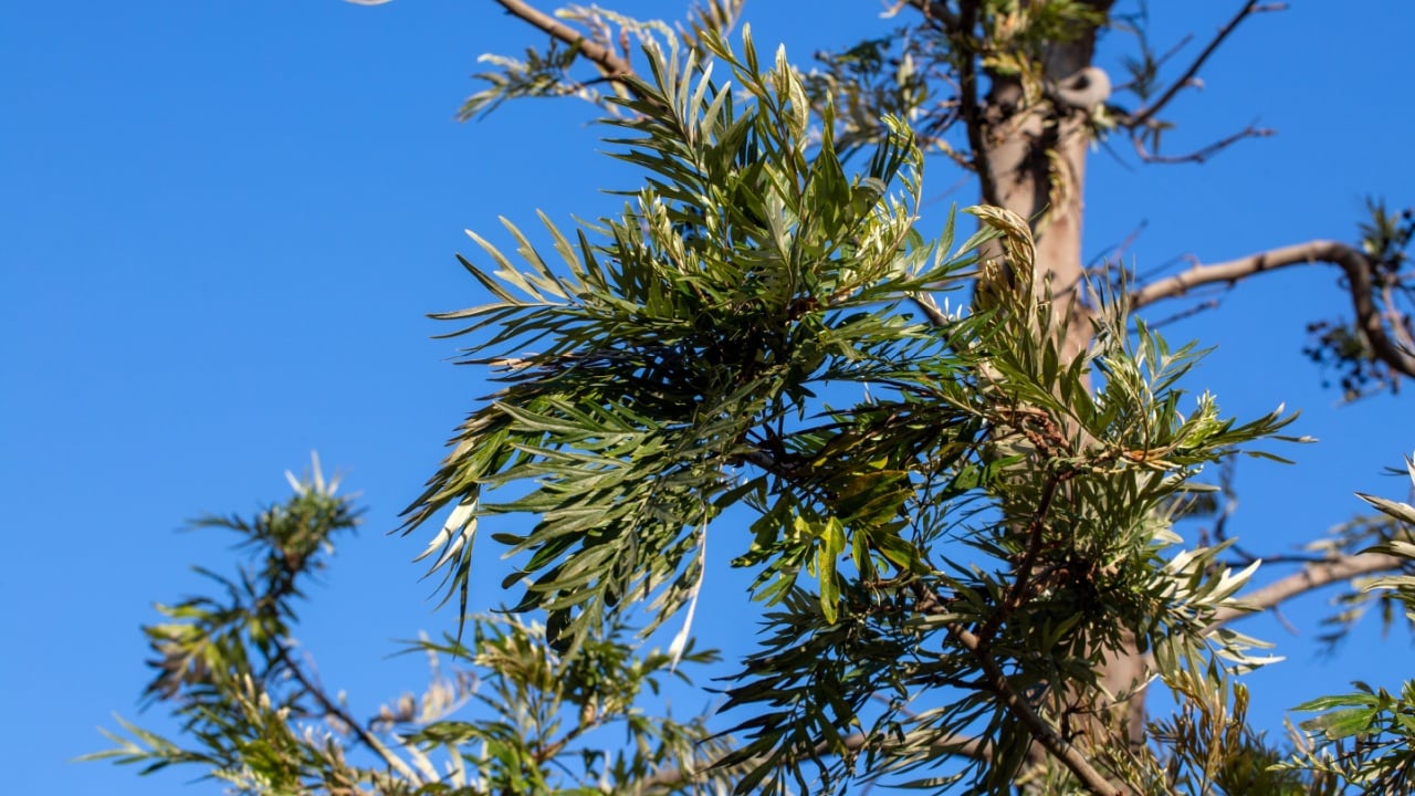 Lush Foliage of Silk Oak (Grevillea robusta) Tree Against Clear Blue Sky